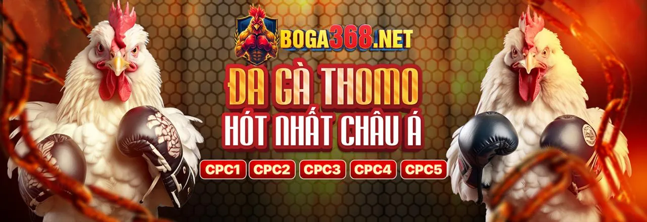 Hình ảnh chính về đá gà trực tiếp