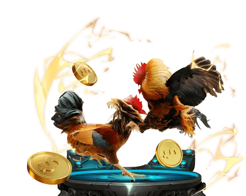 Phân tích gà chiến